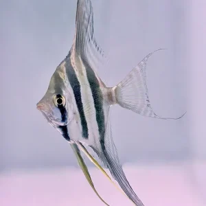 Altum Skalar "Rio Orinoco" (Pterophyllum altum), 9-10 cm Spannweite Begrenztes Angebot